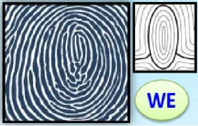 Người vân tay chủng Whorl WE 